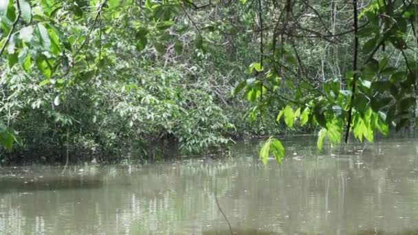 Fiume Cuyabeno Nella Foresta Pluviale Tropicale Dell Amazzonia Nella Giungla — Video Stock