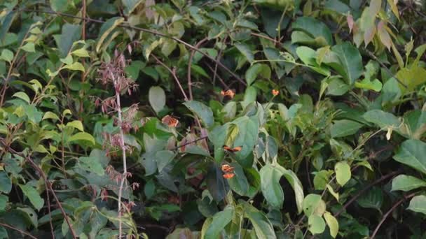 Оранжевая Бабочка Густом Тропическом Лесу Заповедника Куябено Районе Амазонки Эквадора — стоковое видео
