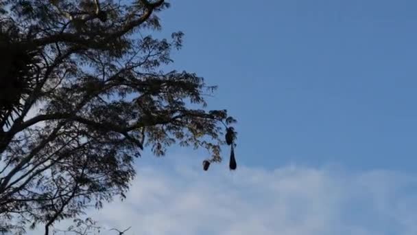 Κρεμαστά Πουλιά Φωλιάζουν Ψηλά Ένα Τροπικό Δέντρο Του Τροπικού Δάσους — Αρχείο Βίντεο