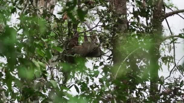エクアドルのアマゾン地域のカヤベノ野生生物保護区の熱帯木の洞窟に掛かるスロット — ストック動画