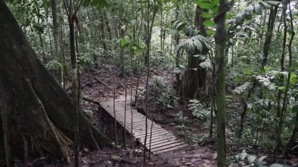 Vegetação Densa Floresta Tropical Região Amazônica Equador — Vídeo de Stock