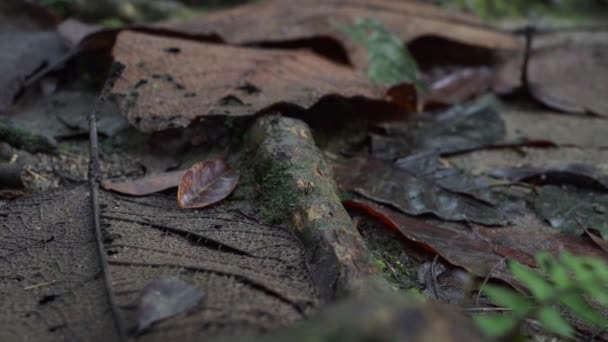 Martwe Liście Leżące Terenie Tropikalnego Lasu Deszczowego Regionu Amazonii Ekwadorze — Wideo stockowe