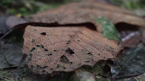 Νεκρά Πεσμένα Φύλλα Που Κείτονται Στο Έδαφος Του Τροπικού Δάσους — Αρχείο Βίντεο