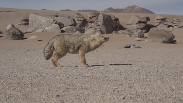 Culpeo Lycalopex Culpaeus Diğer Adıyla Andean Fox Bolivya Nın Dağları — Stok video