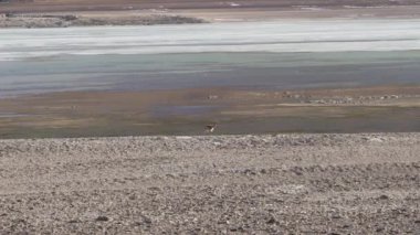 Vicuna sürüsü, Lama vicugna, Licancabur yanardağının eteklerinde, Licancabur volkanının eteğinde, Lama Blanca 'nın lagün güzergahı boyunca otluyor..