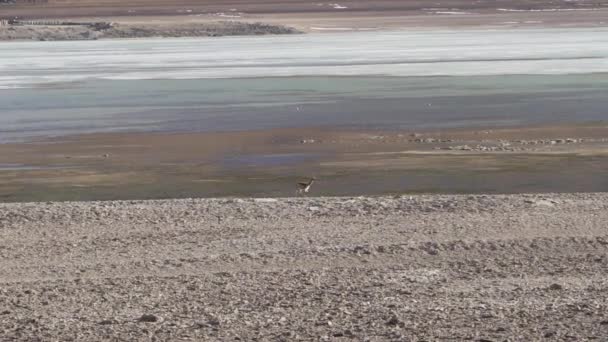 Herd Vicuna Lama Vicugna Grazing Lagoon Route Lguna Blanca Foot — Stock Video