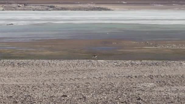 Rebanho Vicuna Lama Vicugna Pastando Longo Rota Lagoa Lguna Blanca — Vídeo de Stock
