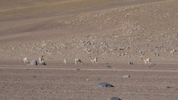 Die Vicuna Herde Lama Vicugna Weidet Entlang Der Lagunenroute Bei — Stockvideo