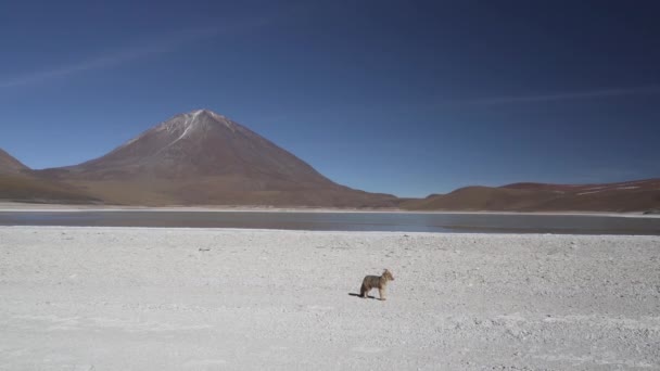 Culpeo Lycalopex Culpaeus Also Andean Fox Jackal Native High Altitudes — Stock Video
