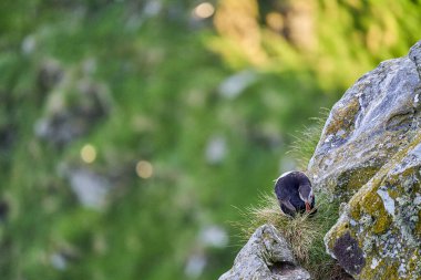 Şirin ve sevimli martı deniz kuşu, kardeş, Runde Adası 'ndaki yüksek uçurumlarda üreyen bir kolonide oturuyor. Norveç' in kuzey Atlantik Okyanusu 'nun kıyısındaki kuşları izlemek için popüler bir turizm merkezi..