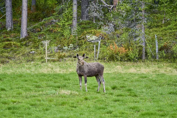 İskandinav geyiği boynuzlarıyla bir çayırda duruyor ve Norveç, İskandinavya 'da bir ormanın kenarında graning yapıyor..