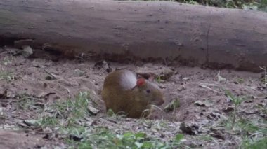 Gizemli kırmızı rumped agouti, Dasyprocta leporina, yine altın rumped agouti, şafak vakti Arjantin 'deki Calilegua Ulusal Parkı' nda yiyecek arıyor..