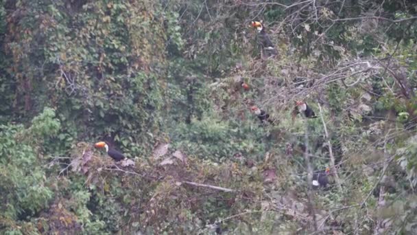 Stado Toco Toucans Ramphastos Toco Siedząc Tropikalnych Drzewach Oddali Parku — Wideo stockowe