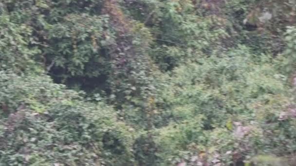 Kawanan Toco Toucans Ramphastos Toco Duduk Pohon Tropis Kejauhan Taman — Stok Video