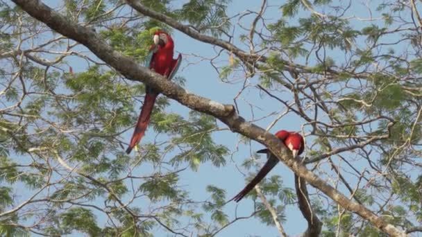 Par Vackra Röda Och Gröna Macaw Ara Chloropterus Även Gröna — Stockvideo