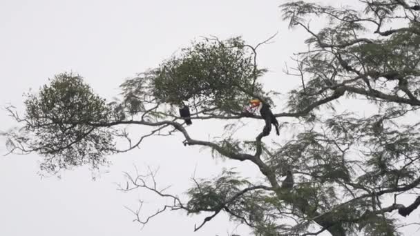 Klok Van Toco Toucans Ramphastos Toco Zittend Tropische Bomen Verte — Stockvideo