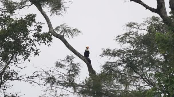 Rebanho Toco Toucans Ramphastos Toco Sentado Árvores Tropicais Distância Parque — Vídeo de Stock
