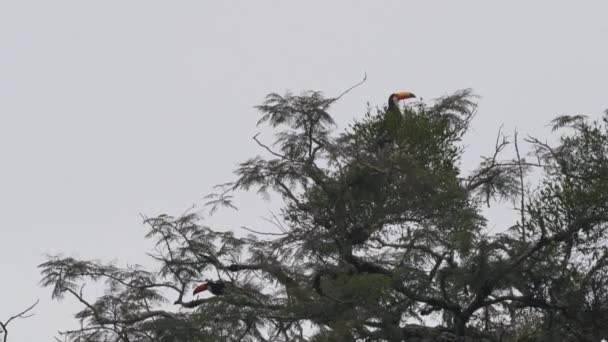 Stado Toco Toucans Ramphastos Toco Siedząc Tropikalnych Drzewach Oddali Parku — Wideo stockowe