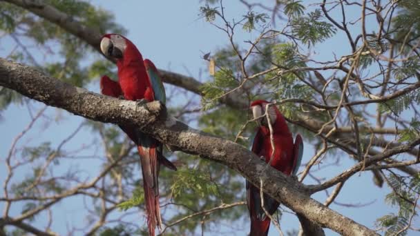 美しい赤と緑のマカオのペア アラクロコプター 緑の翼のマカオ 熱帯の木に高い座って酸味を観察する — ストック動画