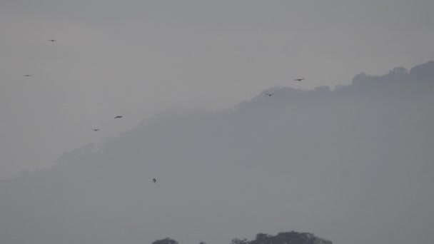 Klok Van Toco Toucans Ramphastos Toco Vliegen Calilegua Nationaal Park — Stockvideo