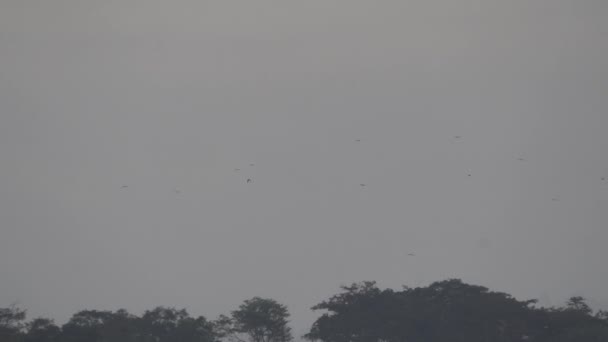 Stado Toco Toucans Ramphastos Toco Przelatujące Nad Parkiem Narodowym Calilegua — Wideo stockowe
