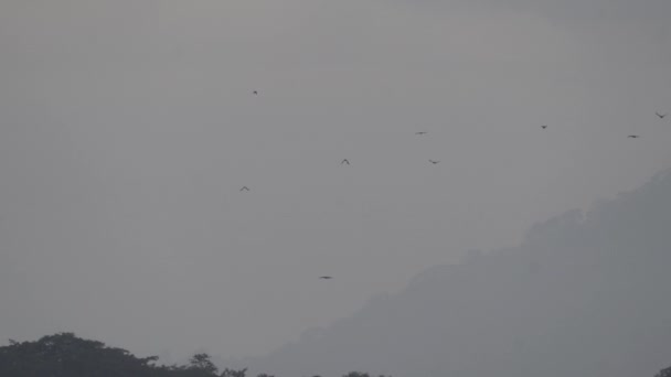 Kawanan Toco Toucans Ramphastos Toco Terbang Atas Taman Nasional Calilegua — Stok Video