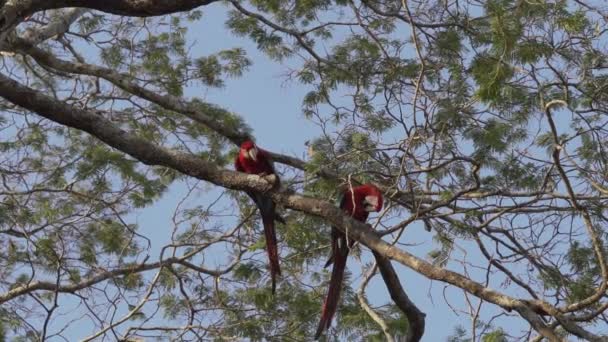 Bir Çift Güzel Kırmızı Yeşil Papağan Ara Kloropterus Ayrıca Yeşil — Stok video