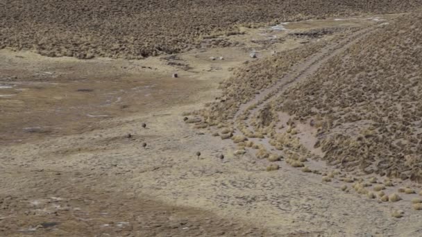 位于Abra Del Acay山旁边的Nandus和Guanacos穿过阿根廷北部干旱干旱的风景 沿着Ruta 40石子路穿过南美洲安第斯山脉的阿尔卑斯山脉 — 图库视频影像