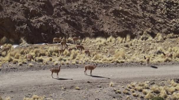 남아메리카의 안데스 산맥의 Altiplano를 도로에서 아르헨티나 북부의 건조하고 건조한 풍경을 — 비디오