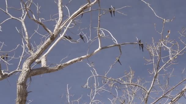 一群穴居鹦鹉 Cyanoliseus Patagonus 也穴居在阿根廷Salta和Cafayate之间的Ruta 40沿线的一棵树上 — 图库视频影像