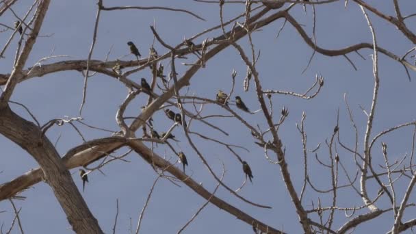Ásó Papagájok Cyanoliseus Patagonus Szintén Ásó Papagájok Vagy Patagóniai Konzerv — Stock videók