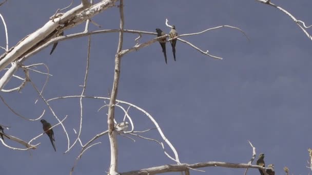 Stado Kopulującej Papugi Cyanoliseus Patagonus Również Kopulującej Papugi Lub Patagońskiej — Wideo stockowe