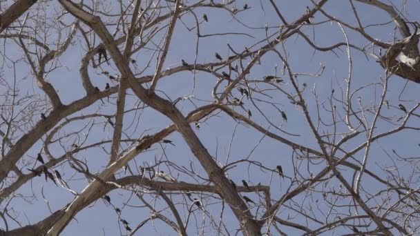 Ásó Papagájok Cyanoliseus Patagonus Szintén Ásó Papagájok Vagy Patagóniai Konzerv — Stock videók