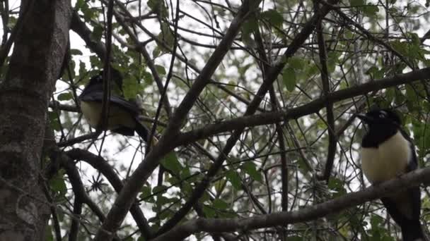 Plush Crested Jay Cyanocorax Chrysops Κάθεται Ένα Τροπικό Δέντρο Στο — Αρχείο Βίντεο