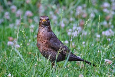 Orta Avrupa 'nın arka bahçesinde avrupa karatavuğu, Turdus merula, hoplayıp zıplıyor..