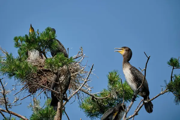 Büyük karabatak, Phalacrocorax carbo sinensis, güneşli bir günde Polonya 'daki küron tükürük yarımadasının tepesindeki ağaçta yuvalanan kolonilerinde oturuyor..