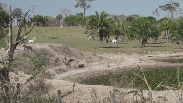 ボリビアのパンタナール近くの湿地帯の 家畜農場で 世界最大のロッドレントです — ストック動画