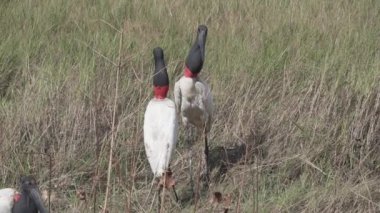 Dev Jabiru Leyleği, Jabiru bakterisi, Pantanal 'a yakın Brezilya ve Bolivya arasındaki sınır bölgesindeki bataklıklarda geziniyor..