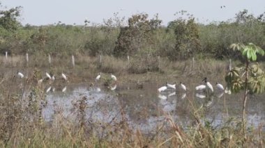 Dev Jabiru Stork, Jabiru Mycteria americana, Pantanal 'a yakın olan Brezilya ve Bolivya arasındaki sınır bölgesindeki bataklıkta yürüyorlar..