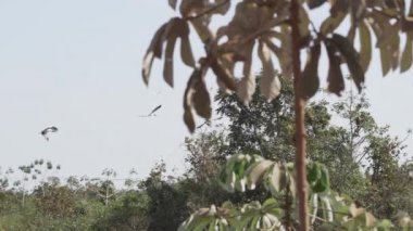 Odun leyleği, Mycteria americana, Brezilya ile Bolivya arasında Pantanal 'a yakın bir sınır bölgesindeki bataklık üzerinde uçuyor..
