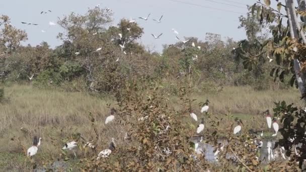 Giant Jabiru Stork Jabiru Mycteria Wood Stork Mycteria Americana Που — Αρχείο Βίντεο