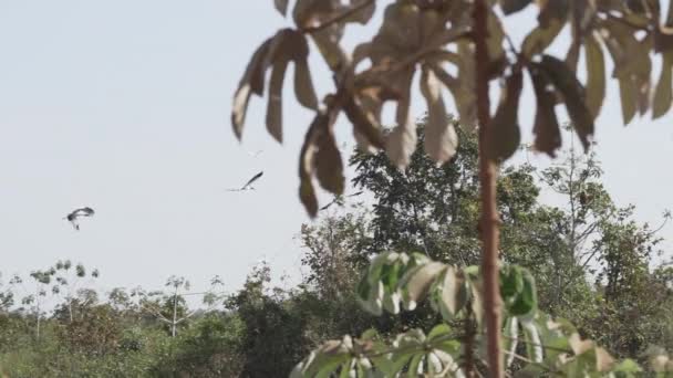 在靠近Pantanal的巴西和玻利维亚边境地区湿地的上空飞行的美洲美洲美洲密西西比的木材鹤 — 图库视频影像