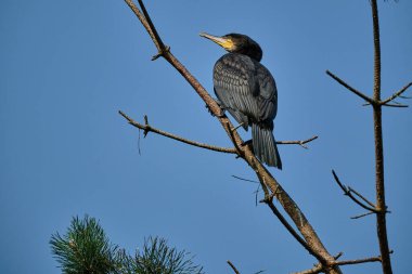 Büyük karabatak, Phalacrocorax carbo sinensis, güneşli bir günde Polonya 'daki küron tükürük yarımadasının tepesindeki ağaçta yuvalanan kolonilerinde oturuyor..