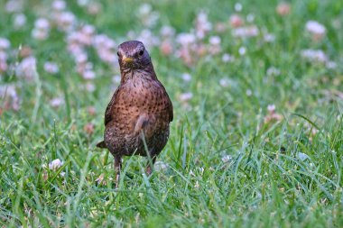 Orta Avrupa 'nın arka bahçesinde avrupa karatavuğu, Turdus merula, hoplayıp zıplıyor..