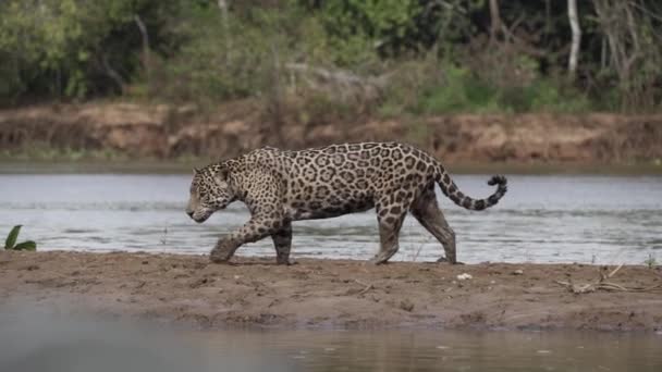美洲豹 Jaguar 是一种原产于美洲的大型独居猫 在世界上最大沼泽地潘坦尔河畔的河岸捕猎 靠近巴西约弗尔港的Transpantaneira — 图库视频影像