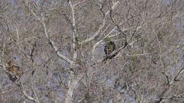 Хаулерські Мавпи Алуата Пролітають Через Каналізацію Дерев Болоті Пантаналі Бразилії — стокове відео