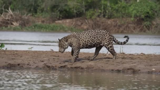 Jaguar Panthera Onca Een Grote Eenzame Kat Afkomstig Uit Amerika — Stockvideo