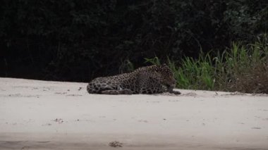 Yaralı erkek Jaguar, Panthera onca, Amerika 'ya özgü büyük yalnız bir kedi, dünyanın en büyük bataklık bölgesi olan Pantanl nehrinin kıyısında, Transpanira yakınlarında, Porto Jofre Brazil.