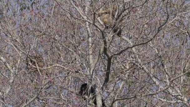 Macacos Howler Alouatta Subindo Pelo Canapy Árvores Tópicas Área Pantanosa — Vídeo de Stock