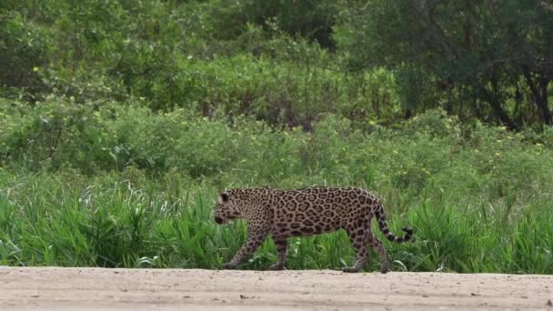 Jaguar Panthera Onca Grande Gatto Solitario Originario Delle Americhe Che — Video Stock